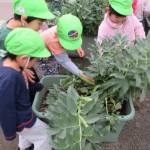 そら豆の収穫です。たくさん取れました。