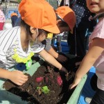 三歳児 育ててきた芋の収穫 せ~の どっこいしょ