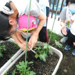 みんなでオクラの収穫。